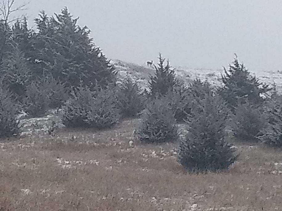 Sold* 25.94+/ Acres, recreational paradise, Dixon County, NE Cabin